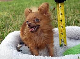 smallest dog in the world
