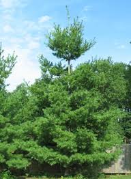 white pine pinus strobus