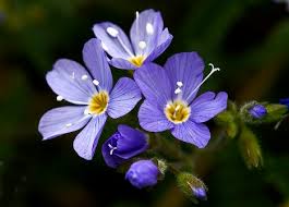 blue flowers