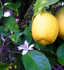 photo citron