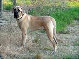 mastiff dogs