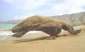 picture komodo dragons