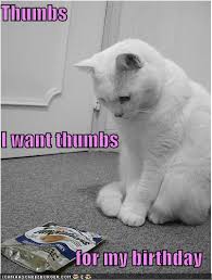 funny cat videos youtube