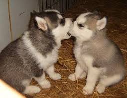 Kittens And Puppies Kissing