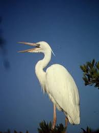 great white heron