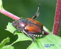 japanese lady beetle