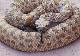 photos rattlesnakes