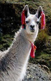 llamas