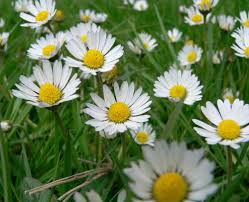 daisy
