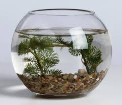goldfish bowl pictures