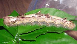 blue morpho