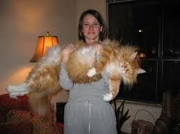 large cats
