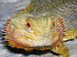 pictures bearded dragon