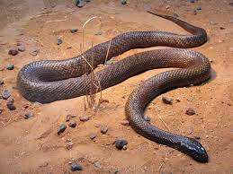 venomous snakes