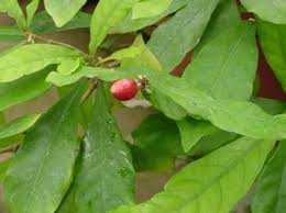 A Miracle Berry
