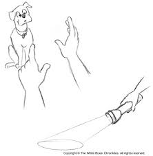 dog hand signals