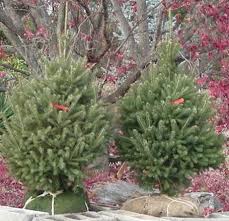 pictures white spruce trees