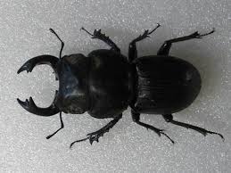 beetle identification pictures