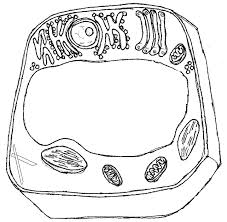 $$plant cell$