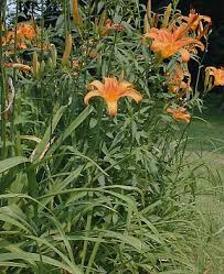 orange daylily