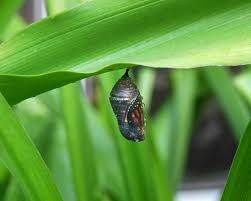 monarch butterfly chrysalis