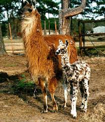 llamas
