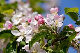 pictures apricot trees