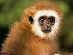 اعرف المثل من الصورة Monkey_004