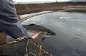 Fish Farming's Growing Dangers - TIME