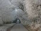 Frosted trees in winter, - via Daymix