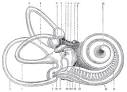 Inner ear - Wikipedia, the free encyclopedia