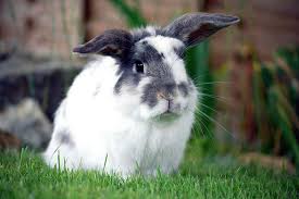 rabbit facts