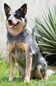 Australian Cattle Dog Information, Facts, Pictures, Training and ...
