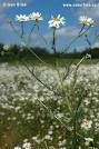 Mayweed (<b>Tripleurospermum</b>