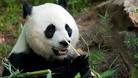 Giant panda cub born at National Zoo dies | Fox News