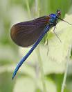 The Meaning of a Dragonfly: What Does a Dragonfly Symbolize?