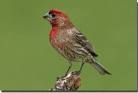 http://www.birdsofoklahoma.net/images/HouseFinch0709-1.jpg