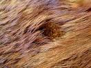 Biol. 453 - Comparative Vert. Anatomy, Amniote Skin Photos