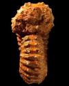 Douvilleiceras mammillatum