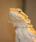 File:Inland Bearded Dragon 001.jpg - Wikimedia Commons