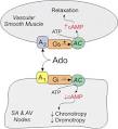 CV Pharmacology: Adenosine
