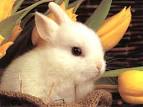 cute baby rabbit