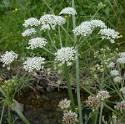 <b>Oenanthe</b> crocata