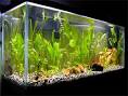 How to Set up a Freshwater Aquarium  Fish Tank   BEGINNER ARTICLES