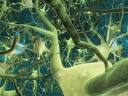  Neuron Implantation Can Rewire Brain Itself | The Tech Journal.