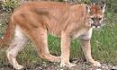 Puma at Animal Corner