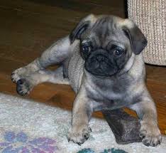 external image images?q=tbn:ANd9GcQ0b_TGyQvHAhukyy9WN3aHuAU4TK9lif0CIFDXW0jnaJ4pCwOSNg