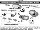 plasmática de <b>colesterol</b>,