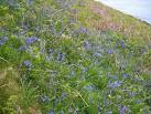 A Relic Population Of Bluebells. We usually associate wild bluebells - via Daymix