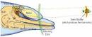 Echolocation